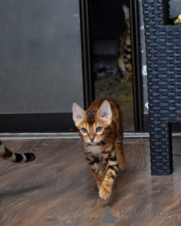 Photo №4. I will sell bengal cat in the city of Minsk. private announcement, from nursery, breeder - price - negotiated