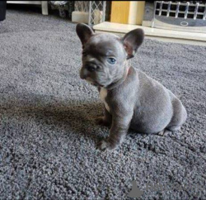 Photo №1. french bulldog - for sale in the city of Kassel | negotiated | Announcement № 112249