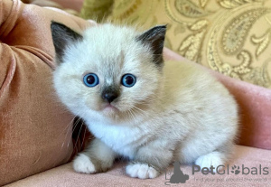 Photo №2 to announcement № 103754 for the sale of ragdoll - buy in Germany private announcement