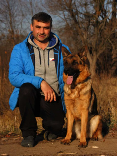 Photo №2 to announcement № 5140 for the sale of german shepherd - buy in Ukraine from nursery