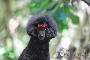 Photo №4. I will sell poodle (toy) in the city of Belgrade.  - price - negotiated