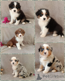 Photo №1. australian shepherd - for sale in the city of Berlin | Is free | Announcement № 165782