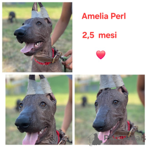 Photo №2 to announcement № 144434 for the sale of mexican hairless dog - buy in Bulgaria breeder