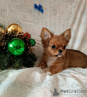 Photo №2 to announcement № 31714 for the sale of chihuahua - buy in Belarus breeder