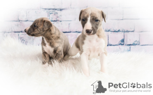 Photo №1. whippet - for sale in the city of St. Petersburg | negotiated | Announcement № 9469