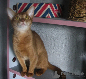 Photo №2 to announcement № 50891 for the sale of abyssinian cat - buy in Belarus from nursery