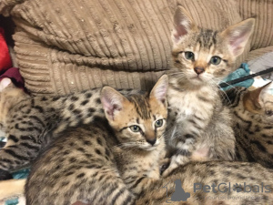 Photo №1. savannah cat - for sale in the city of Portland | 300$ | Announcement № 112157