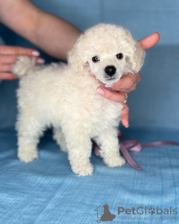 Photo №2 to announcement № 19260 for the sale of poodle (toy) - buy in Belarus private announcement, from nursery, breeder