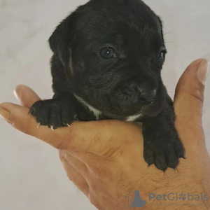 Additional photos: Cane Corso puppies