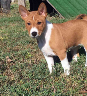 Photo №2 to announcement № 3574 for the sale of basenji - buy in Russian Federation private announcement