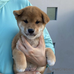 Photo №1. shiba inu - for sale in the city of Santa Cruz de la Sierra | negotiated | Announcement № 118913