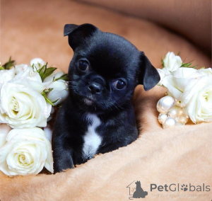 Photo №1. chihuahua - for sale in the city of Dnipro | 826$ | Announcement № 165970