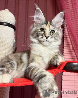 Photo №1. maine coon - for sale in the city of Blatten | negotiated | Announcement № 155321