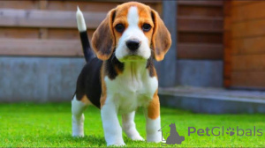 Photo №3. Cute and lovely Beagle puppies for sale. Finland