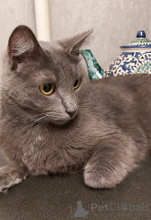 Photo №2 to announcement № 144999 for the sale of russian blue - buy in Russian Federation private announcement