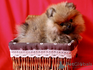 Photo №3. FOR SALE. Exclusive 100% Zwergspitz Pomeranian Puppies (two males). Russian Federation
