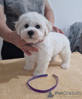 Additional photos: Bichon Friesian puppies