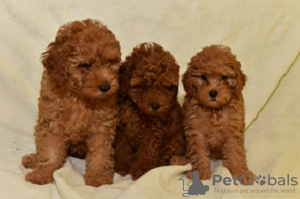 Photo №1. poodle (dwarf) - for sale in the city of Zrenjanin | negotiated | Announcement № 70619