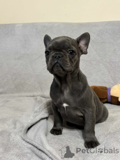 Photo №1. french bulldog - for sale in the city of Berlin | Is free | Announcement № 160197