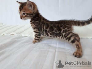 Photo №4. I will sell bengal cat in the city of Miass. from nursery, breeder - price - 1500$