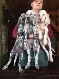 Photo №4. I will sell english setter in the city of St. Petersburg. from nursery - price - 520$