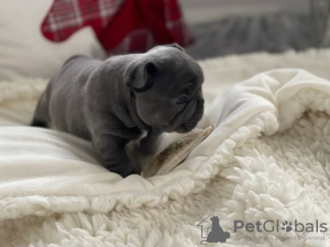Photo №1. french bulldog - for sale in the city of Study Butte-Terlingua | 360$ | Announcement № 40064