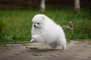 Photo №3. White Pomeranian. Russian Federation