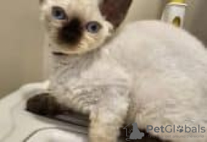 Photo №2 to announcement № 126795 for the sale of devon rex - buy in Germany private announcement