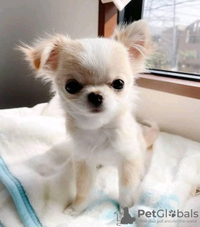 Photo №2 to announcement № 124469 for the sale of chihuahua - buy in Canada breeder