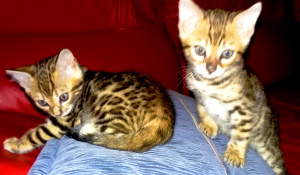 Photo №2 to announcement № 3205 for the sale of bengal cat - buy in Belarus private announcement