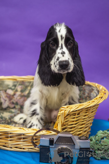 Photo №3. English Cocker Spaniel puppies. Belarus