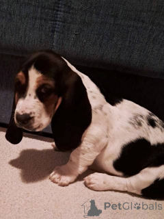 Photo №2 to announcement № 161441 for the sale of basset hound - buy in Serbia 