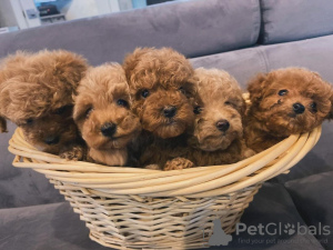 Photo №3. Buy your lovely beautiful Vaccinated Poodle (Toy) puppies available now for. Greece