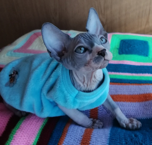 Photo №1. sphynx-katze - for sale in the city of Tver | 266$ | Announcement № 6923