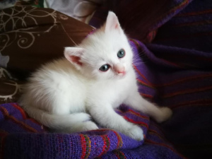 Photo №1. turkish angora - for sale in the city of Москва | Is free | Announcement № 2295