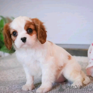 Photo №1. cavalier king charles spaniel - for sale in the city of Berlin | 471$ | Announcement № 137580