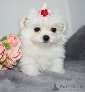 Photo №1. maltese dog - for sale in the city of Vienna | 371$ | Announcement № 107549