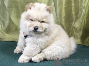 Photo №1. chow chow - for sale in the city of Москва | Is free | Announcement № 93801
