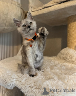 Photo №3. Stunning Maine Coon Girls And Boys AVAILABLE NOW. United States