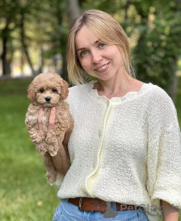 Photo №3. MALTIPOO PUPPIES WhatsApp 64 9-889 4165. Switzerland