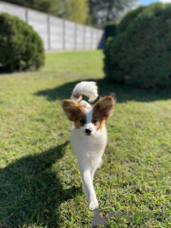Photo №4. I will sell papillon dog in the city of Лида. private announcement - price - 624$