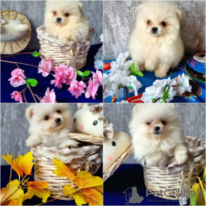 Photo №1. pomeranian - for sale in the city of Tallinn | negotiated | Announcement № 23783