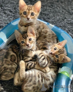 Photo №1. bengal cat - for sale in the city of Gladbeck | 361$ | Announcement № 172325