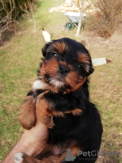 Photo №4. I will sell beaver yorkshire terrier, yorkshire terrier in the city of Pärnu.  - price - 475$