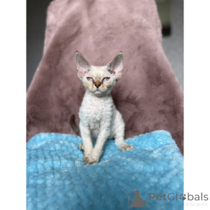 Photo №1. devon rex - for sale in the city of Offenburg | 361$ | Announcement № 174410
