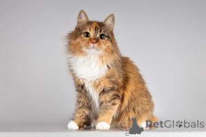 Photo №1.  - for sale in the city of Khimki | Is free | Announcement № 166043