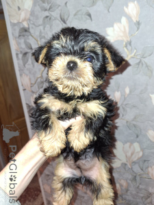 Photo №2 to announcement № 162865 for the sale of beaver yorkshire terrier, yorkshire terrier - buy in Latvia private announcement, from nursery, breeder