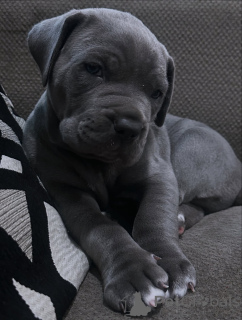 Photo №2 to announcement № 158579 for the sale of cane corso - buy in Netherlands breeder