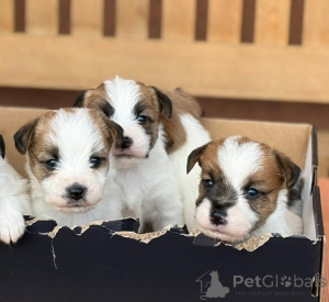 Photo №4. I will sell jack russell terrier in the city of Kruševac.  - price - negotiated