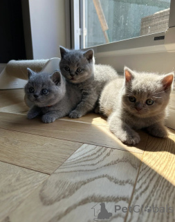 Photo №1. british shorthair - for sale in the city of Helsinki | negotiated | Announcement № 166261